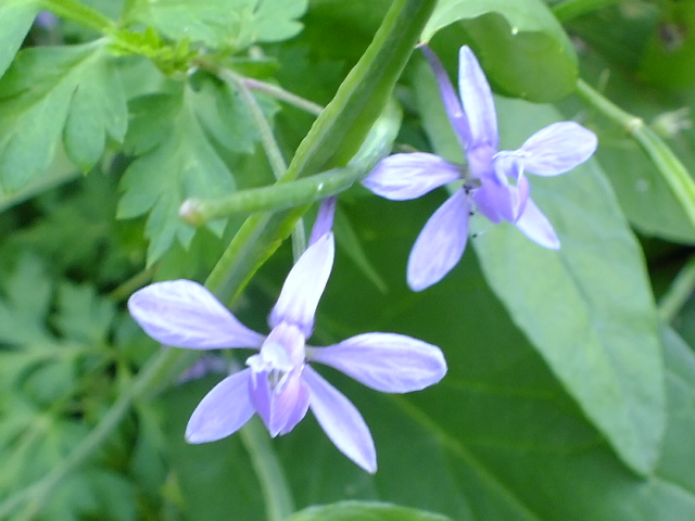 e0145782_1981159.jpg