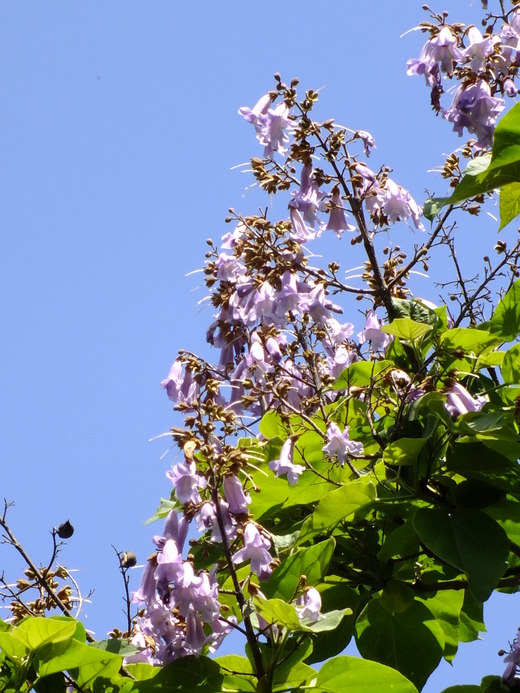 e0145782_1993330.jpg