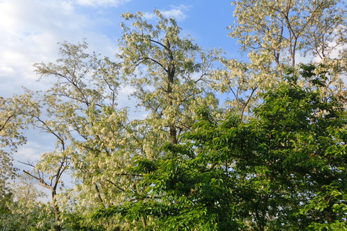f0153998_093995.jpg