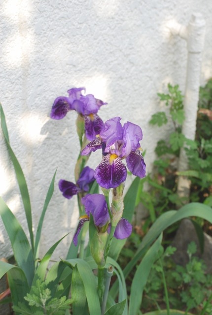 e0025300_15401067.jpg