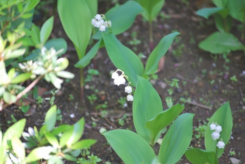 e0025300_1547544.jpg