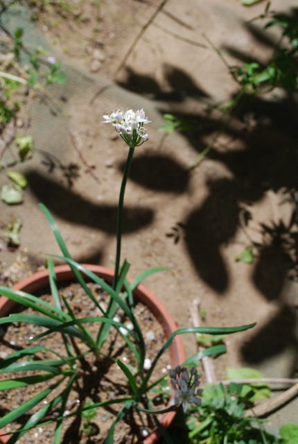 e0025300_1646595.jpg