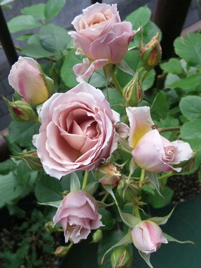 c0147909_20541885.jpg