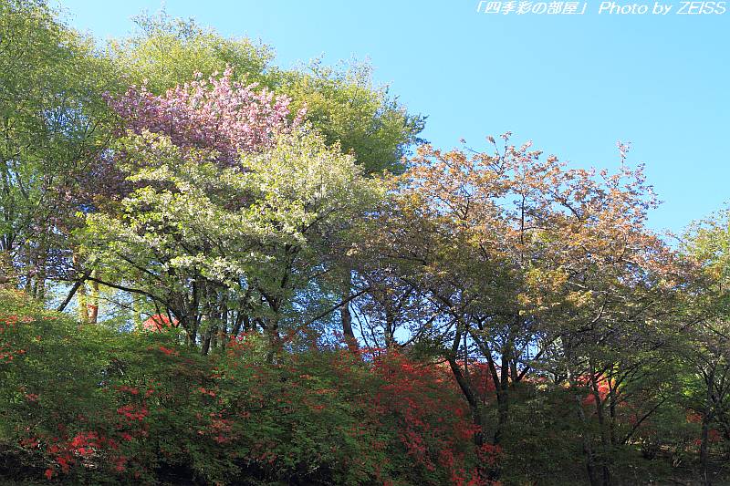 a0195032_1951048.jpg