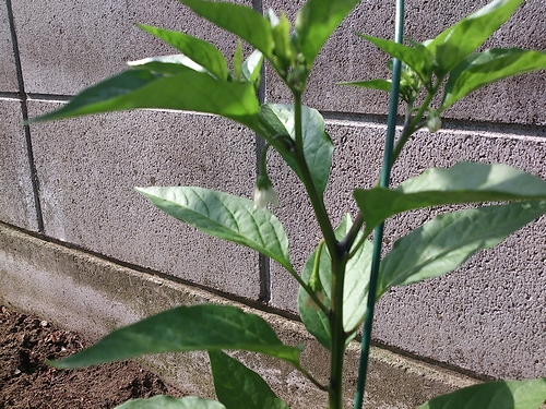 a0034438_16583454.jpg