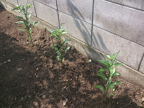 a0034438_170865.jpg