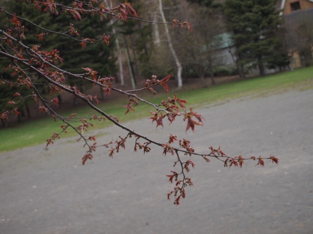 c0117239_8261168.jpg