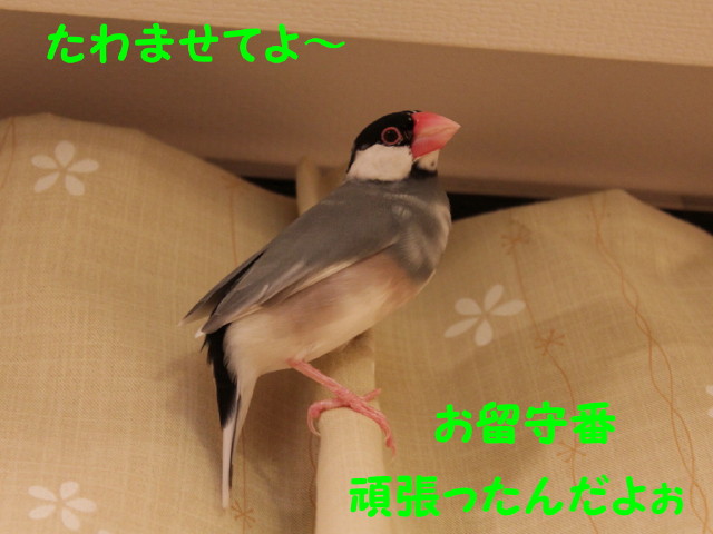 b0158061_2155254.jpg