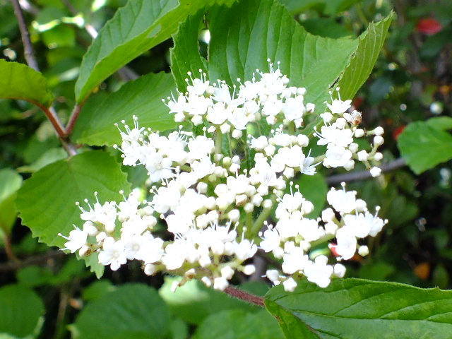 e0145782_1514499.jpg
