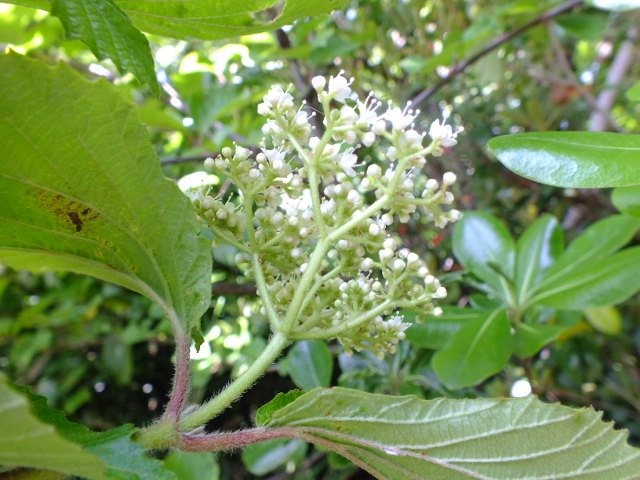 e0145782_15151961.jpg