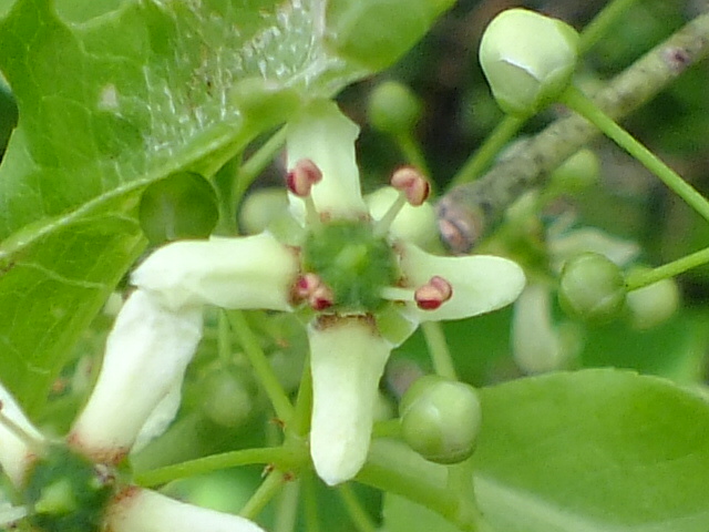 e0145782_15185986.jpg