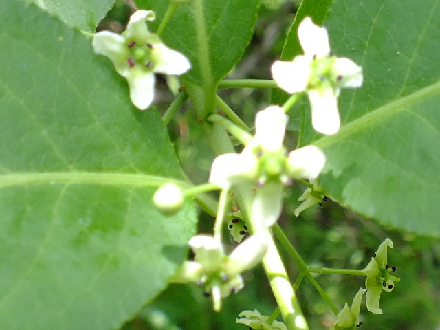 e0145782_15193622.jpg
