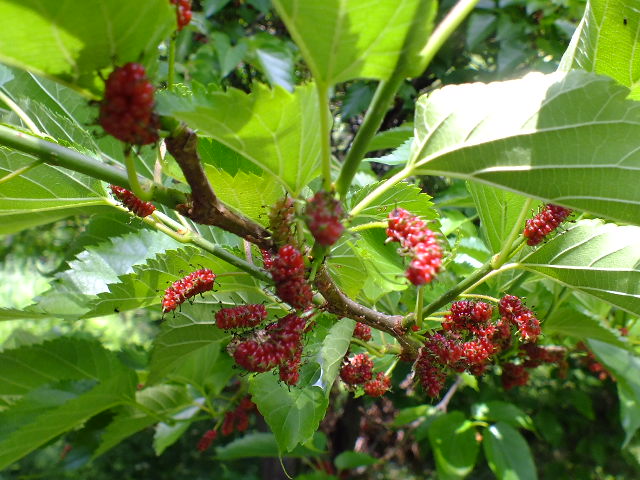 e0145782_15212113.jpg