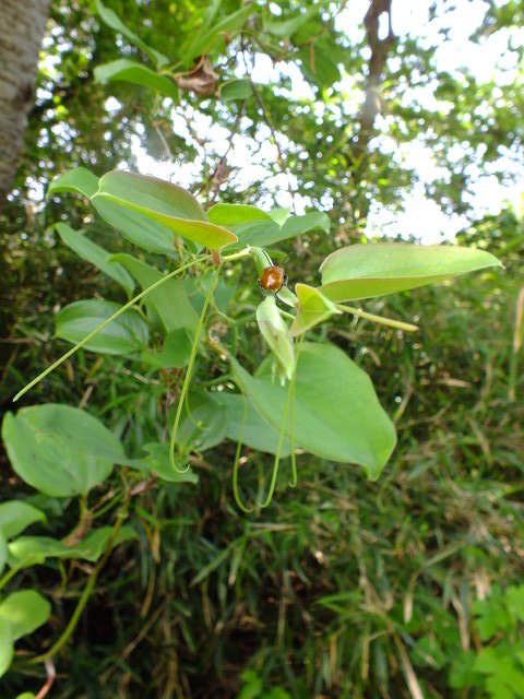 e0145782_15232961.jpg