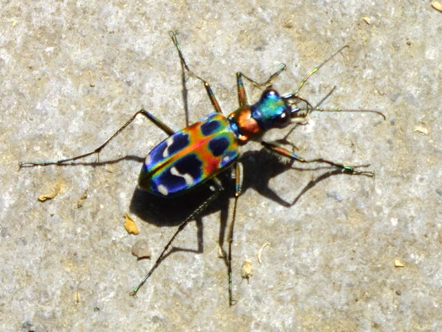 e0145782_1524661.jpg