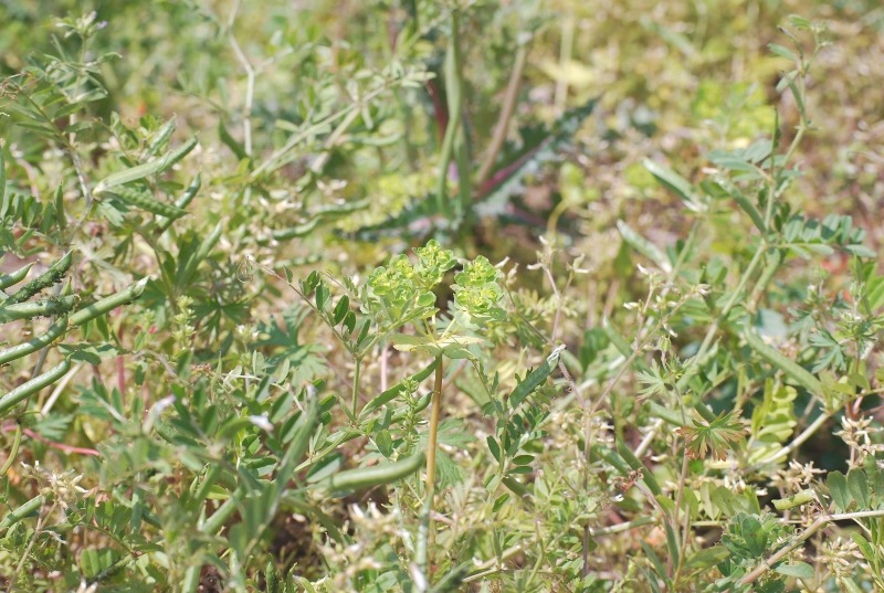 e0025300_180446.jpg