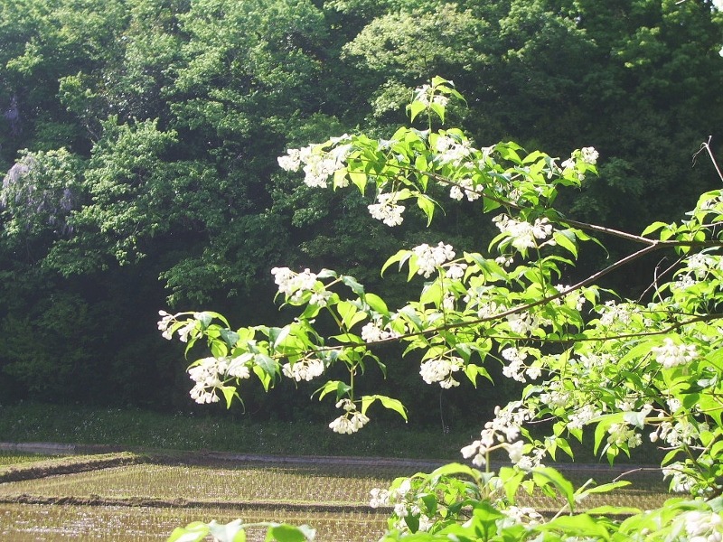 e0025300_1824982.jpg