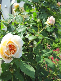 c0152002_11374530.jpg