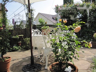 c0152002_1141235.jpg