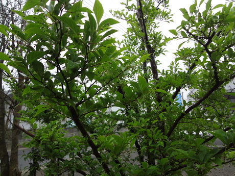 e0292102_1428358.jpg