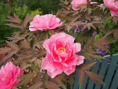 c0117007_20183924.jpg
