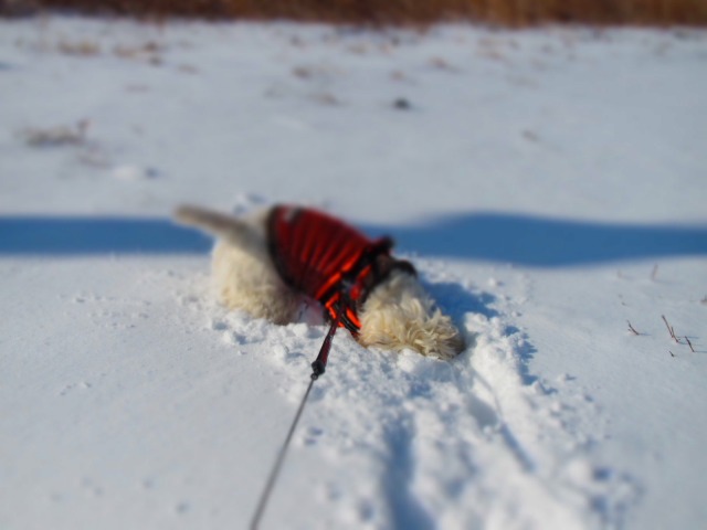 f0039907_17372378.jpg