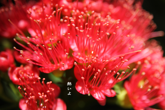 d0042827_071920.jpg
