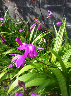 c0036138_2134848.jpg