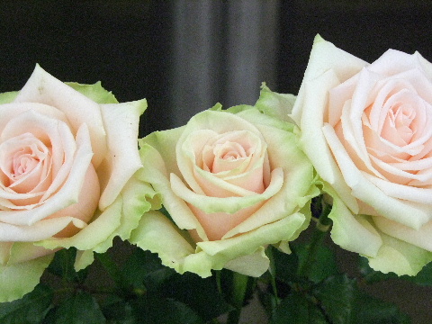 e0088260_17501414.jpg