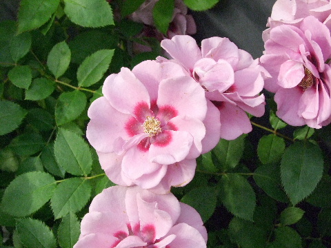 e0088260_17503650.jpg