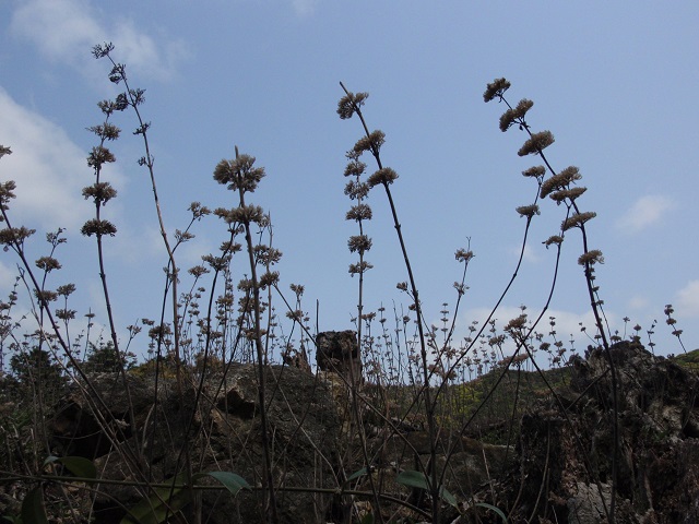 c0042869_1611365.jpg