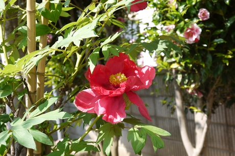 c0283778_140169.jpg