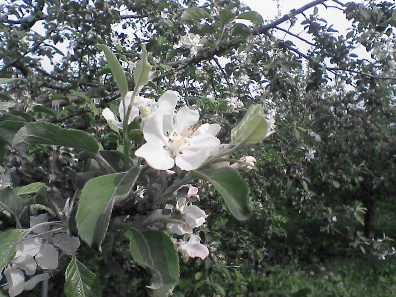 c0069380_16322140.jpg