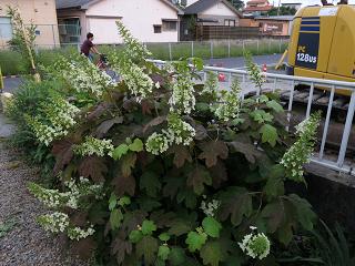 e0130185_19512270.jpg