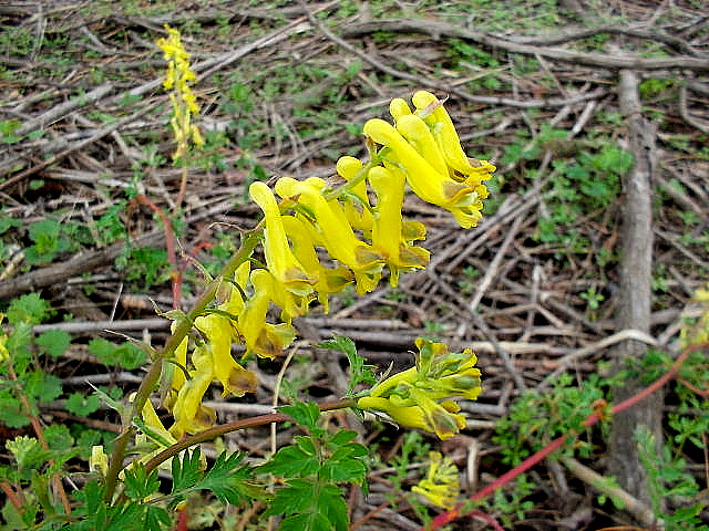 a0007388_15162779.jpg