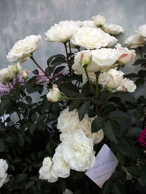 d0099791_228473.jpg