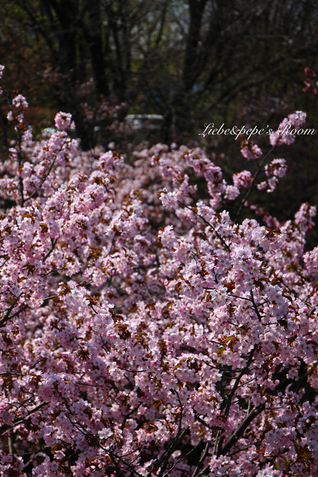 f0001895_1650762.jpg