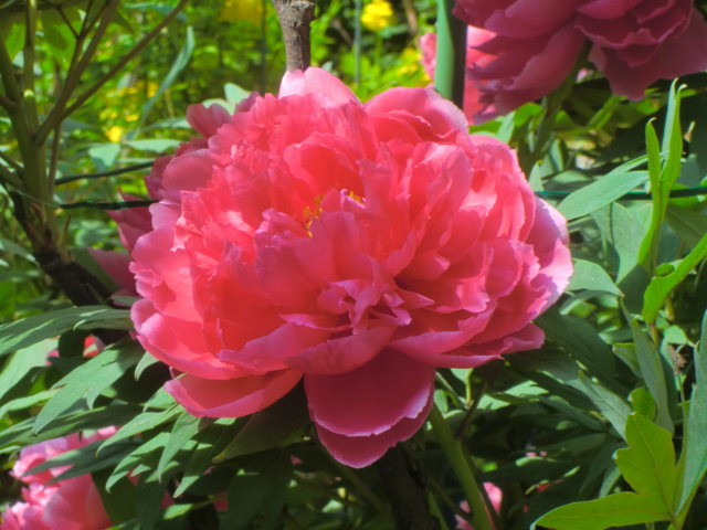 b0044296_9132029.jpg