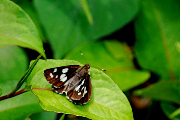 c0042418_7585656.jpg