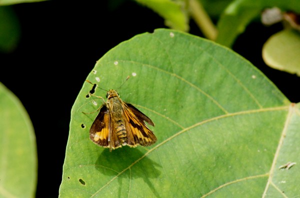 c0042418_759266.jpg