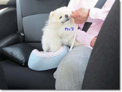b0167519_11573247.gif