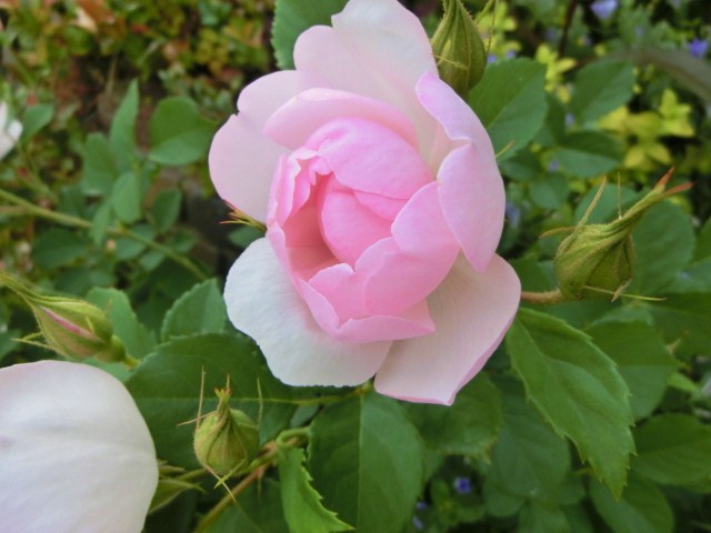 c0204121_20391216.jpg