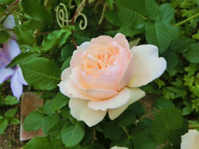 c0204121_20395318.jpg
