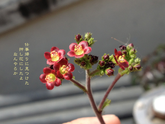 d0042827_22234473.jpg