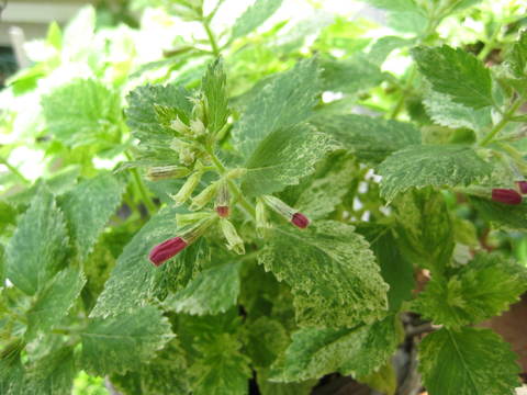 f0061334_071596.jpg