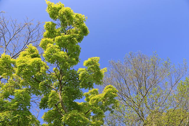 a0242438_19401556.jpg