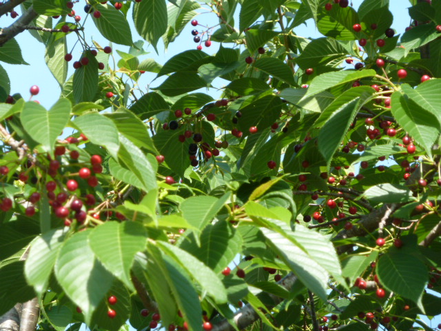 e0278968_1235363.jpg