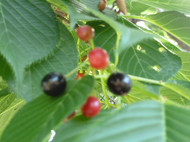 e0278968_12362739.jpg