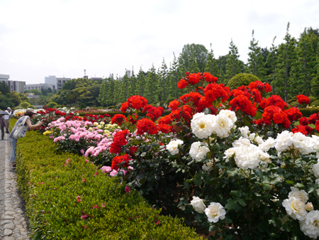c0004078_9522955.jpg