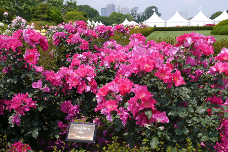 c0004078_9531176.jpg